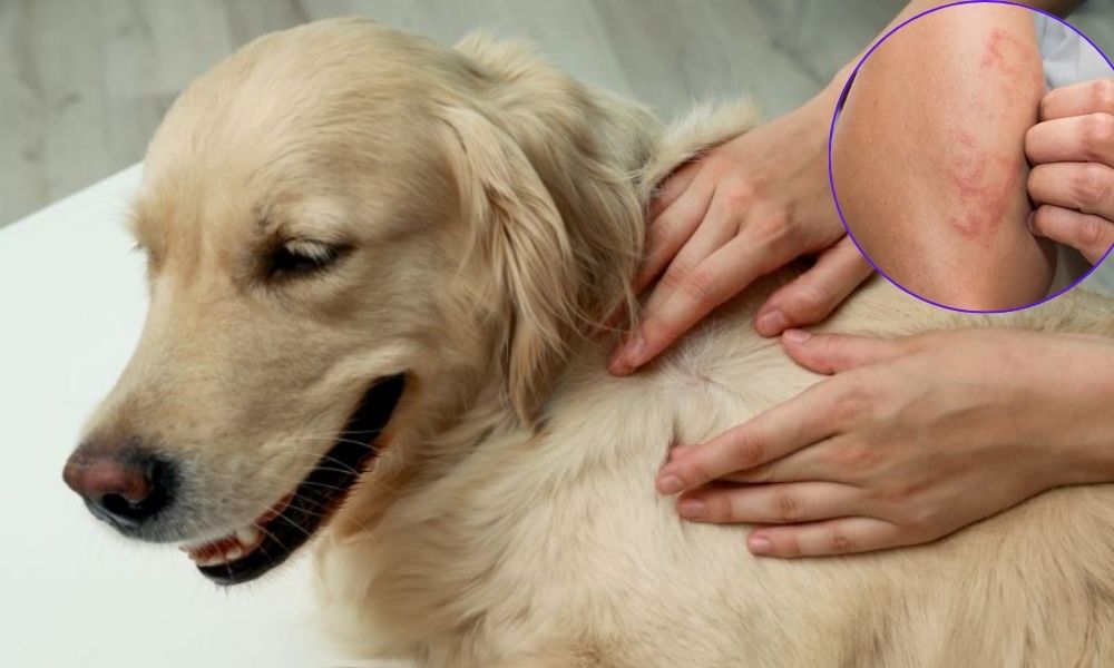 Bí quyết phòng tránh da dị ứng do thú cưng tại nhà hiệu quả 4