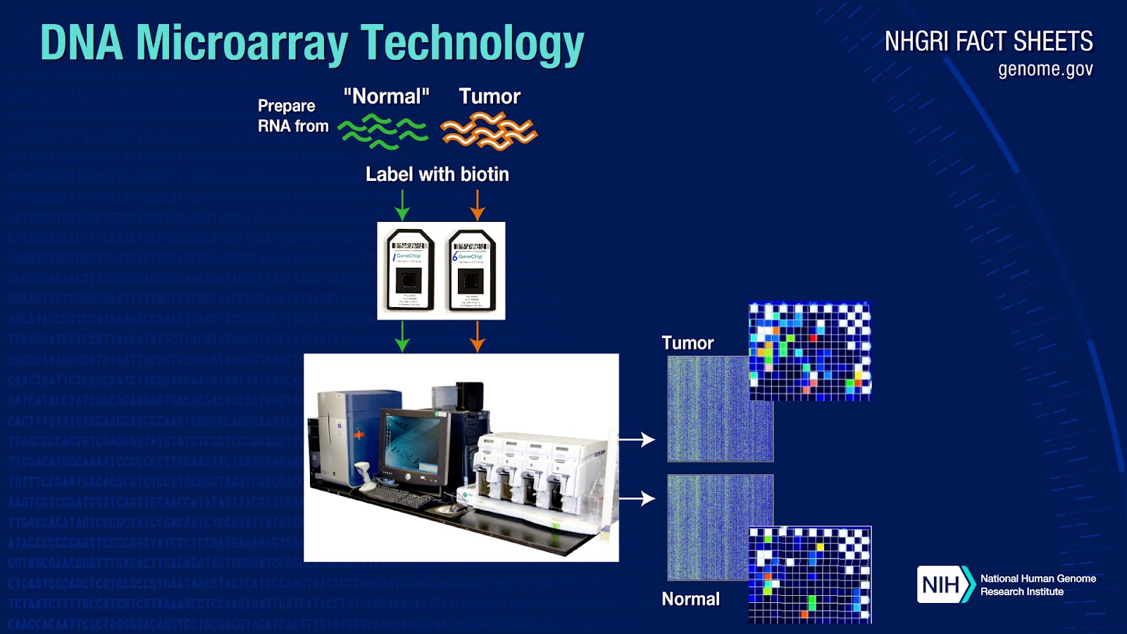 What is DNA Microarray Technology?
