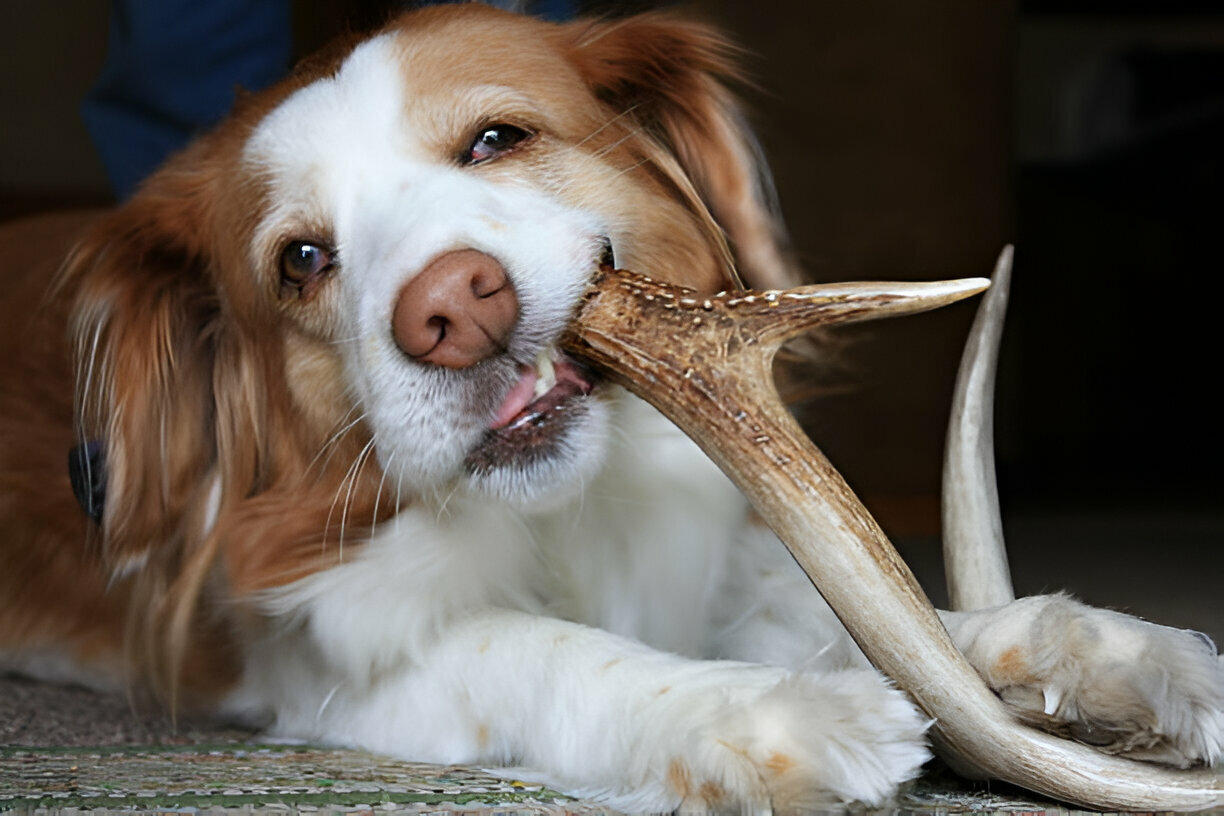 can dogs eat elk bones