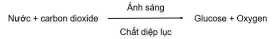 CHỦ ĐỀ 7. KHÁI NIỆM TRAO ĐỔI CHẤT VÀ CHUYỂN HOÁ NĂNG LƯỢNG Ở SINH VẬTBÀI 23: QUANG HỢP Ở THỰC VẬT