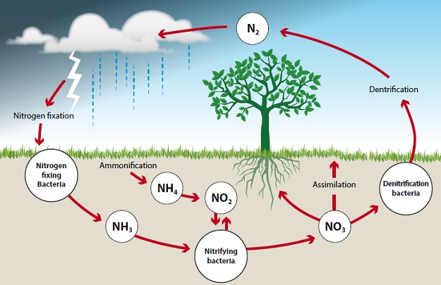 Nitrogen Cycle