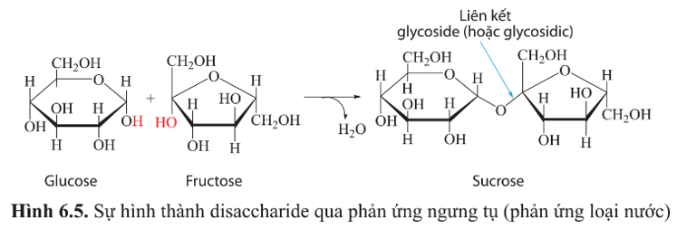 BÀI 6 - CÁC PHÂN TỬ SINH HỌC