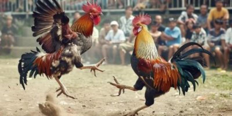Trải nghiệm dịch vụ cược đá gà chất lượng tại Bet88
