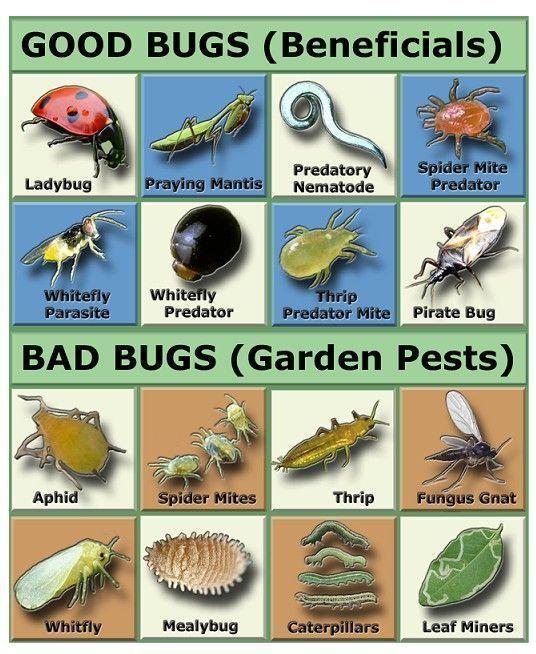 Beneficial vs. Harmful Garden Pests