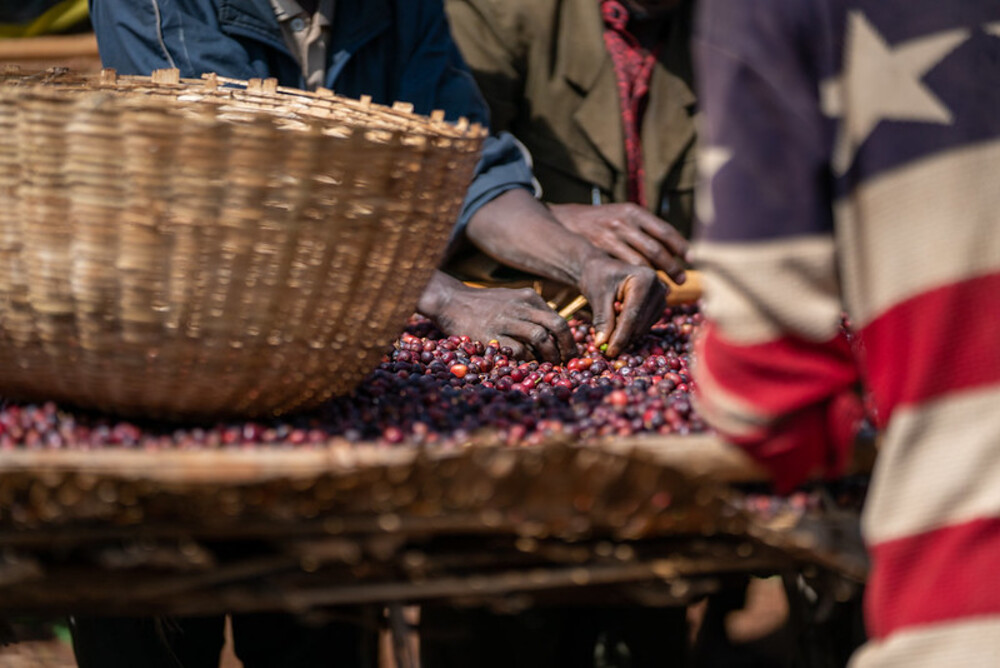 Understanding the Arabica Bean Market