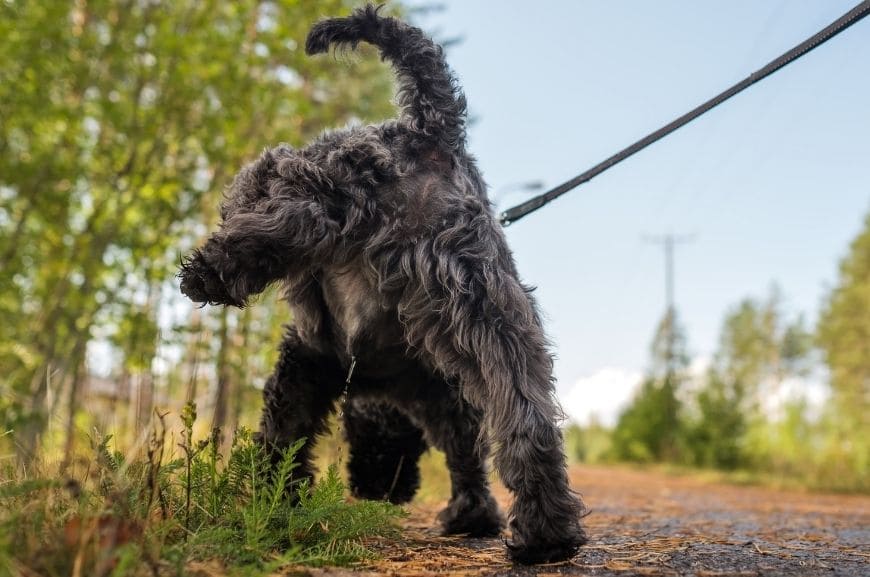 The dog is peeing on the street