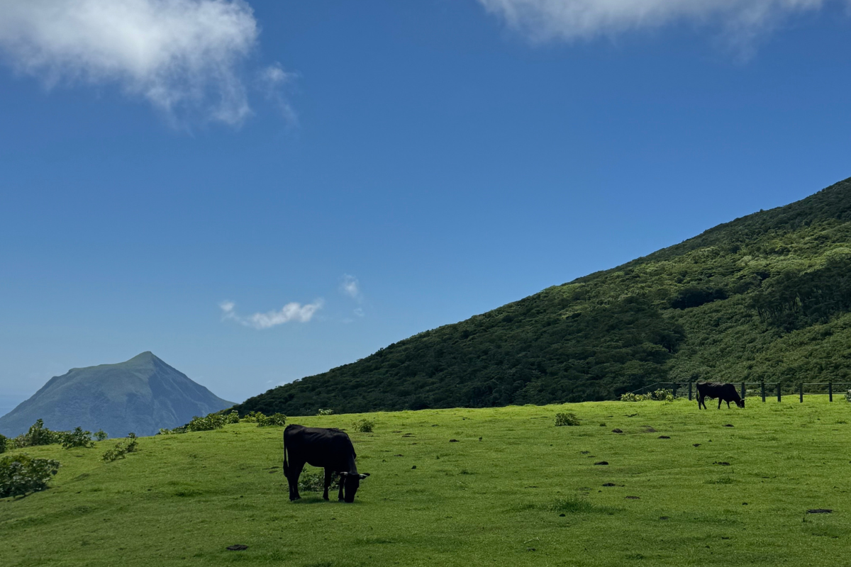 A cow grazing peacefully at Fureai Farm, home to Hachijojima’s Jersey cattle and the island’s famously rich, creamy milk used in local gelato