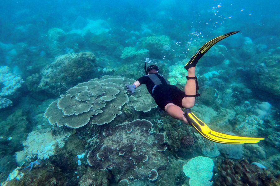  Diving to see coral at Obama Rock Beach will be an experience not to be missed. 