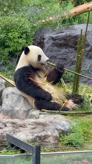 A panda eating bamboo in Ueno Zoo, Toyko.