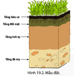 BÀI 19: LỚP ĐẤT VÀ CÁC NHÂN TỐ HÌNH THÀNH ĐẤT. MỘT SỐ NHÓM ĐẤT ĐIỂN HÌNHI. Lớp đất, các thành phần chính cảu đất và tầng đất1. Lớp đấtLớp vật chất mỏng, tơi xốp bao phủ trên bề mặt các lục địa và đảo, được đặc trưng bởi độ phì gọi là lớp đất2. Các thành phần chính của đấtCâu 1: Dựa vào hình 19.1 và thông tin trong bài em hãy:- Cho biết các thành phần chính của đất- Thành phần nào chiếm tỉ lệ lớn nhất?- Thành phần nào quan trọng nhất?Giải nhanh:- Các thành phần chính của đất: không khí, nước, chất vô cơ, chất hữu cơ- Thành phần chất vô cơ chiếm tỉ lệ lớn nhất  tới 45%- Thành phần chất hữu cơ quan trọng nhất3. Tầng đấtCâu 2: Dựa vào hình 19.2 và thông tin trong bài em hãy:- Có mấy tầng đất chính- Tầng nào chứa chất mùn và có nhiều chất dinh dưỡng?Giải nhanh:- Có 4 tầng đất chính: + Tầng hữu cơ+ Tầng đất mặt+ Tầng tích tụ+ Tầng đá mẹ- Tầng đất mặt chứa chất mùn và có nhiều chất dinh dưỡngII. Các nhân tố hình thành đấtCâu 3: Dựa vào hình 19.3 và thông tin trong bài, em hãy cho biết những ảnh hưởng của con người đến đất theo hướng tích cực hoặc tiêu cựcGiải nhanh:TÍCH CỰCTIÊU CỰC+ Trồng cây, gây rừng phủ xanh đất trống+ Khai thác, chăm bón, cày cấy đào xới cho đất tơi xốp+ Áp dụng các biện pháp bảo vệ môi trường đất, kiểm soát hoạt động khai thác đất đai sao cho hiệu qủa+ Dân số ngày càng tăng nhanh, rác thải sinh hoạt và vấn đề canh tác cũng trở thành gánh nặng.+ Con người khai thác khoáng sản nhiều, thải nhiều rác ra môi trường, khiến cho đất bị ô nhiễm nghiêm trọng.+ Lạm dụng nguồn tài nguyên đất và tác động xấu đến đất như sử dụng phân bón hóa học, thuốc bảo vệ thực vật đã gây ra tình trạng ô nhiễm môi trường.+ Nhiều nơi khai thác rừng tràn lan khiến đất đai đồi núi xói mòn, thoái hóaIII. Một số nhóm đất điển hình trên thế giớiCâu 4: Dựa vào hình 19.4 em hãy kể tên:- Một số nhóm đất điển hình trên thế giới- Các nhóm đất điển hình ở lục địa Á- Âu và lục địa PhiGiải nhanh:- Một số nhóm đất điển hình trên thế giới: đất potzon, đất đen thảo nguyên ôn đới, đất đỏ vàng nhiệt đới, đất xám hoang mạc và bán hoang mạc,...NHÓM ĐẤT ĐIỂN HÌNHLục địa Á- ÂuLục địa Phiđất potzon,  đất xám hoang mạc và bán hoang mạc, đất khácđất đỏ vàng nhiệt đới,đất xám hoang mạc và bán hoang mạc, đất khác...I. Luyện tậpCâu 1: Em hãy cho biết:- Vai trò của lớp đất đối với sinh vật ( thực vật, động vật,....)?- Nhân tố nào đóng vai trò quan trọng trong quá trình hình thành đất? giải thích vì sao em chọn nhân tố đó?Giải nhanh:- Vai trò của lớp đất đối với sinh vật (thực vật, động vật,....):+ Là nơi diễn ra mọi hoạt động sống của con người cũng như các loài sinh vật khác+ Chứa thành phần nước và không khí giúp cho sinh vật phát triển- Nhân tố  như đá mẹ, khí hậu, sinh vật  đóng vai trò quan trọng trong quá trình hình thành đất vì:+ Đá mẹ là nguồn cung cất vật chất vô cơ cho đất quyết định thành phần khoáng vật, ảnh hưởng đến amuf sắc và tính chất của đất+ Khí hậu tác động tới quá trình hình thành đất bằng lượng mưa và nhiệt độ+ Sinh vật góp phần tích tụ, phân hủy và biến đỏi chất hữu cơII. Vận dụng