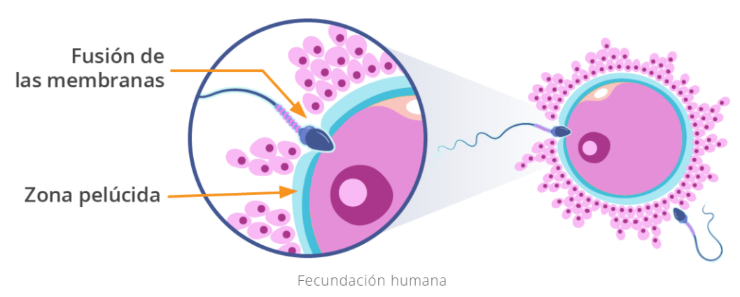 Diagrama

Descripción generada automáticamente