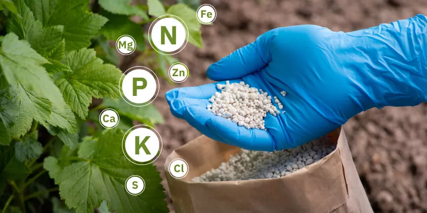 Choosing the Right Controlled Release Fertilizer