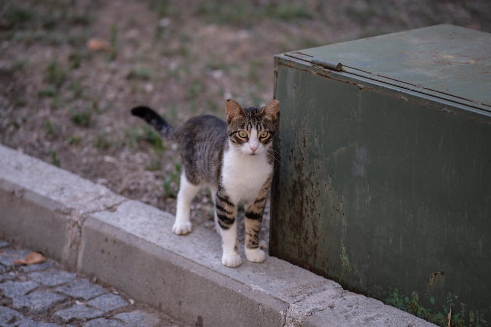 Cute Kitten Standing on a Curb