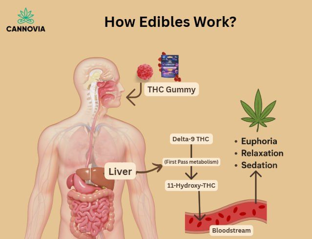 THC Edibles digestion