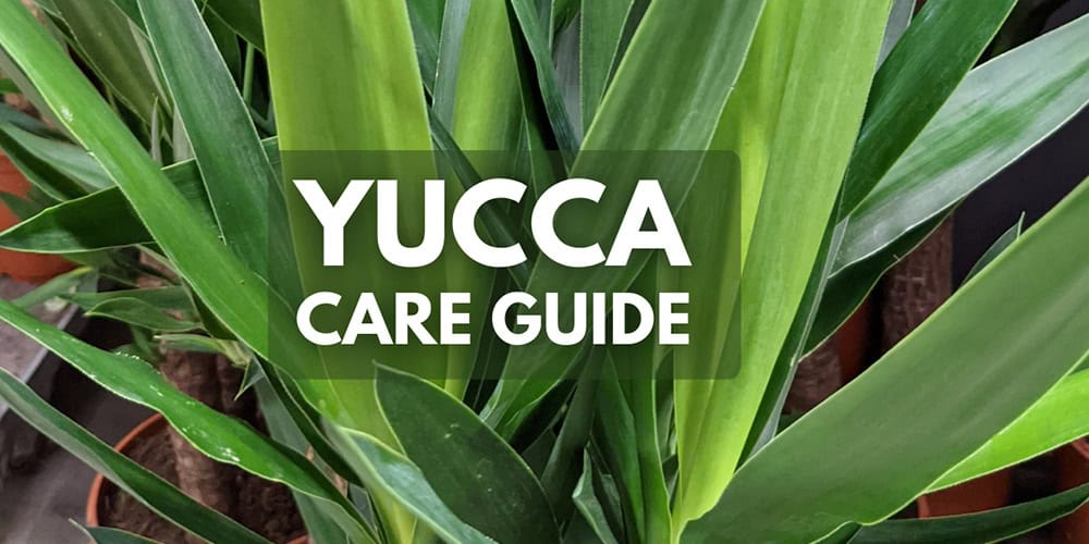 How to Care for Yucca Plant