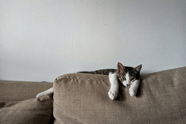 How to Keep Cats off Sofa | rumafurniture