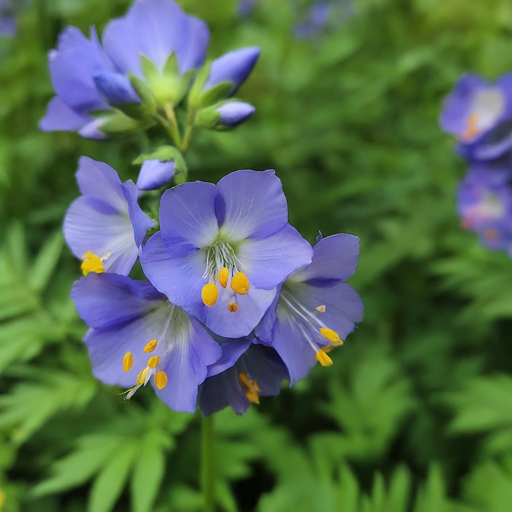 How to Grow Polemonium Flowers: A Comprehensive Guide