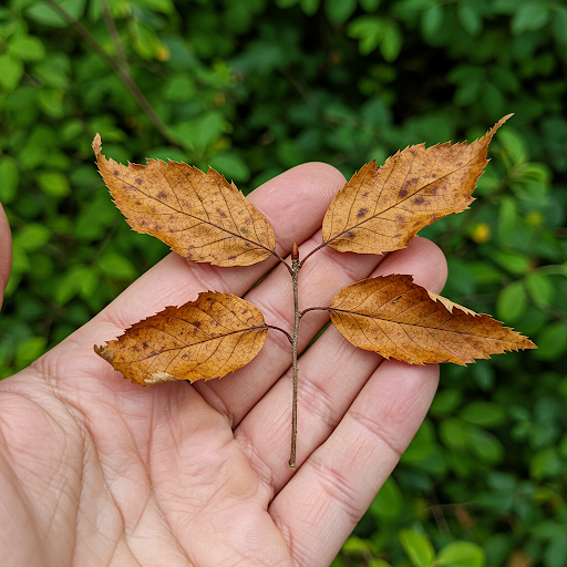 What is Branch Blight?