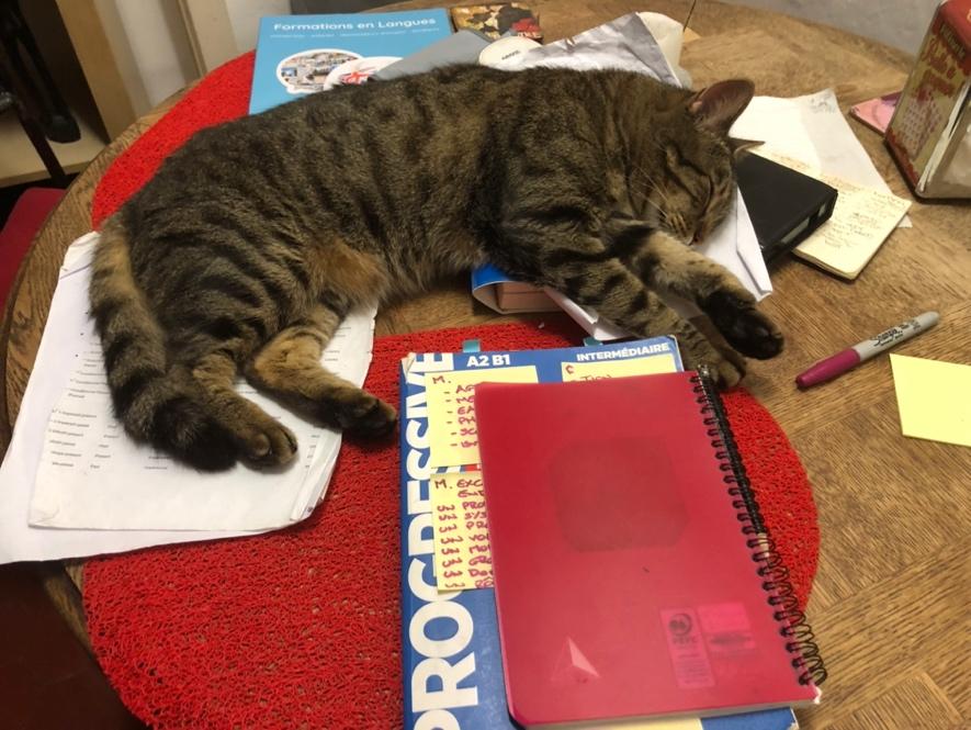 A cat sleeping on a table

Description automatically generated