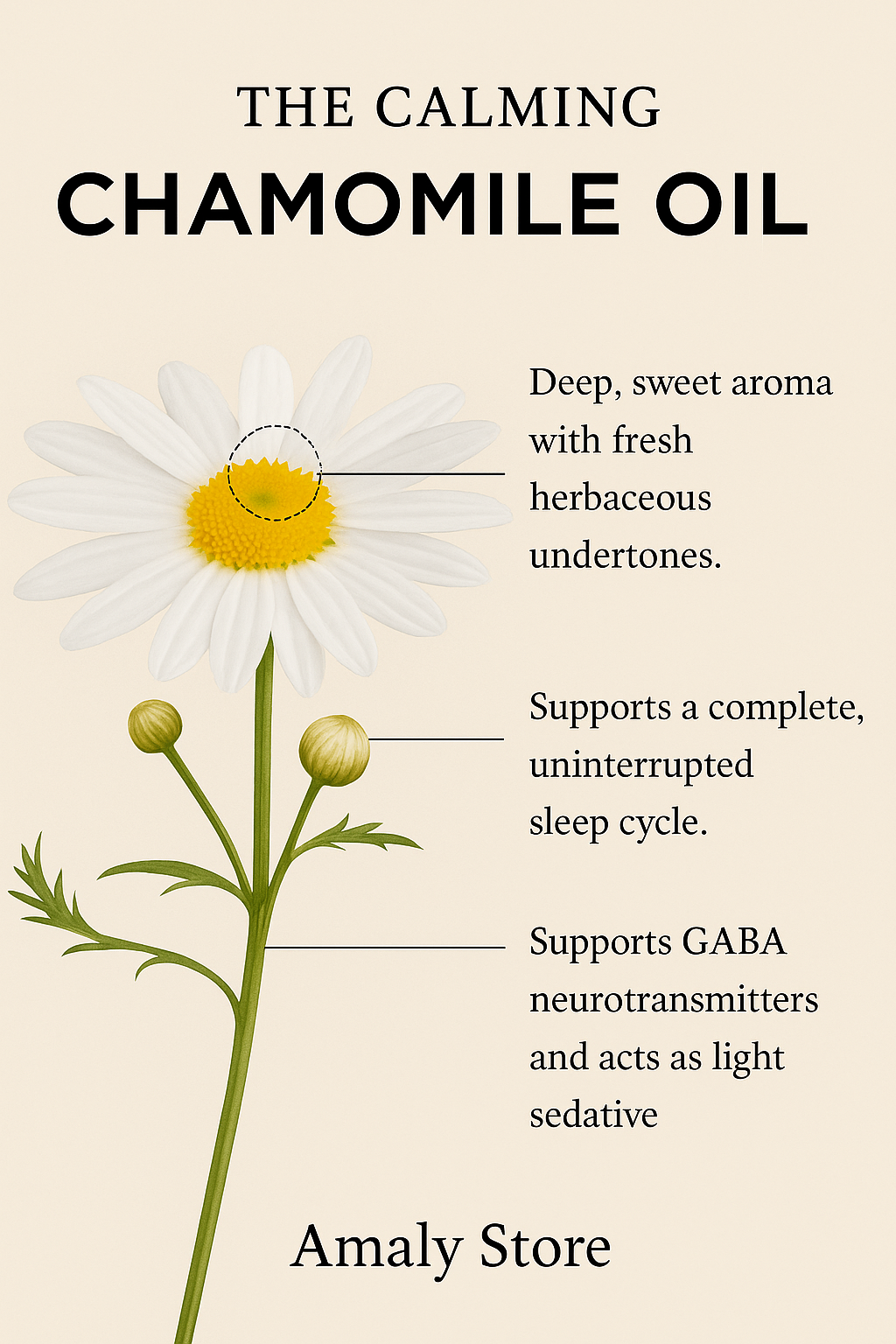 the photo of chamomile flower showing its benefits 
