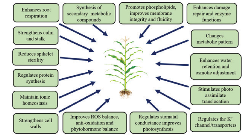 Potassium-Based Fertilizers Develop Stress Resistance