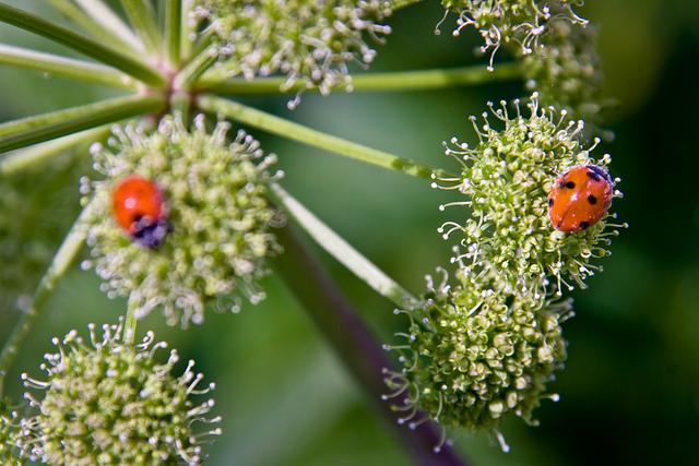 Une image contenant invertébré, coccinelle, scarabée, insecte

Le contenu généré par l’IA peut être incorrect.