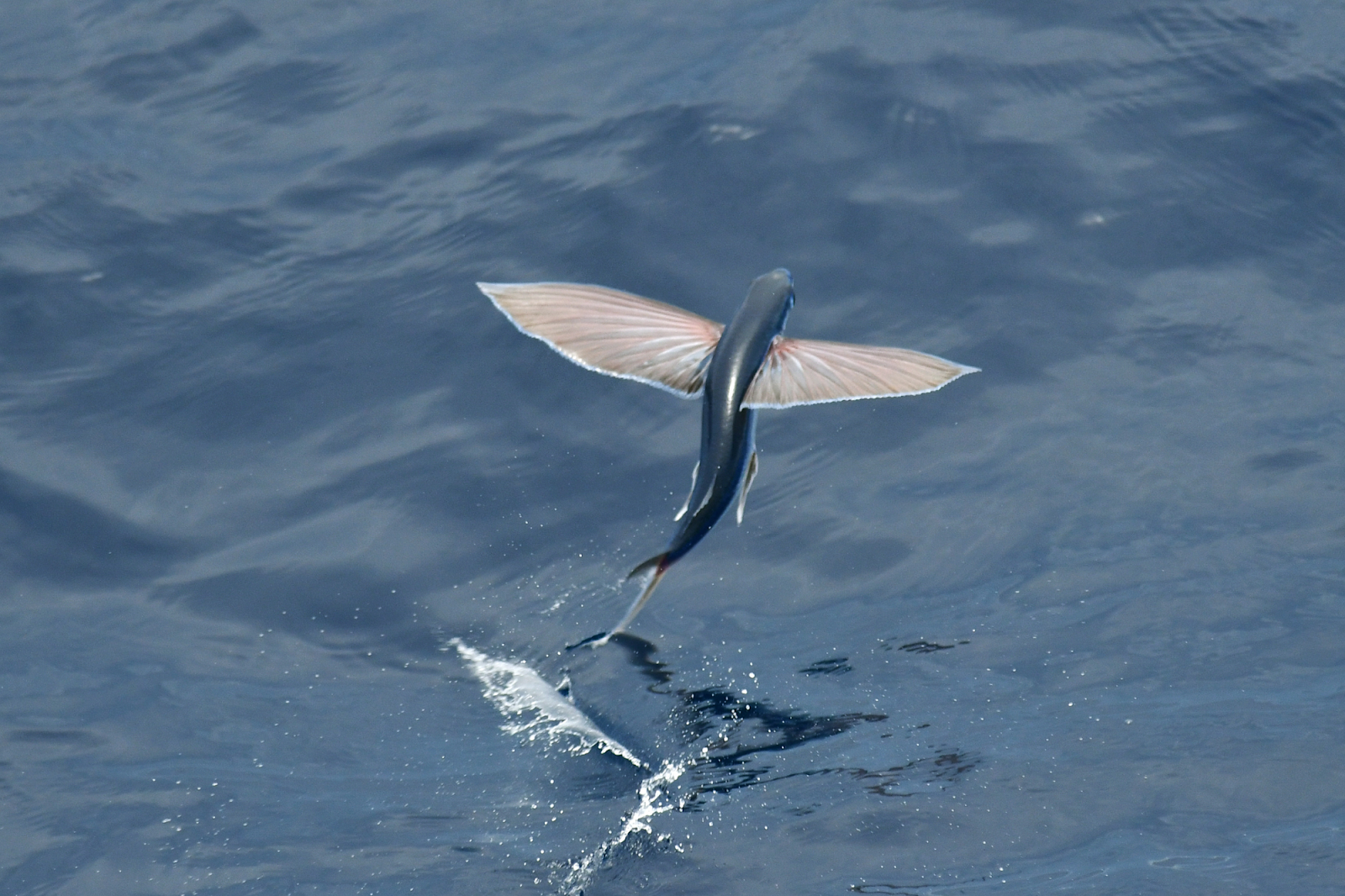 tobiko fish flying fish