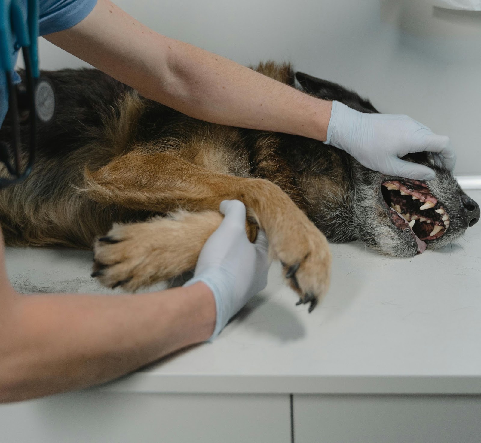 Dog receiving a dental cleaning as part of their Pet Check-Up