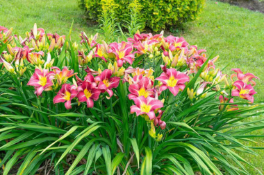 landscaping mistakes to avoid while remodeling your outdoor living space daylilies bush custom built michigan