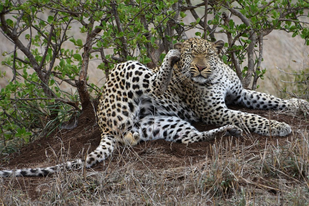 Leopard Sitting on Brown Grass