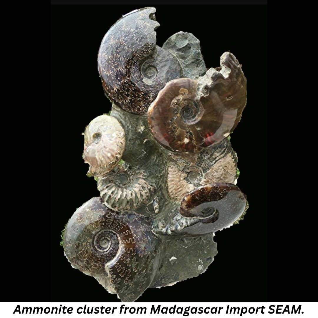 Ammonite cluster from Madagascar Import SEAM.