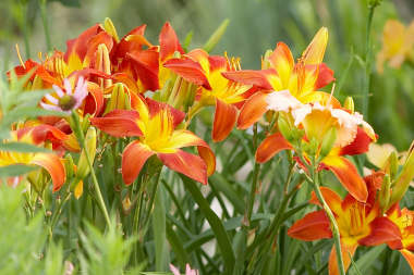 best plants for your michigan deck daylilies yard foliage custom built okemos