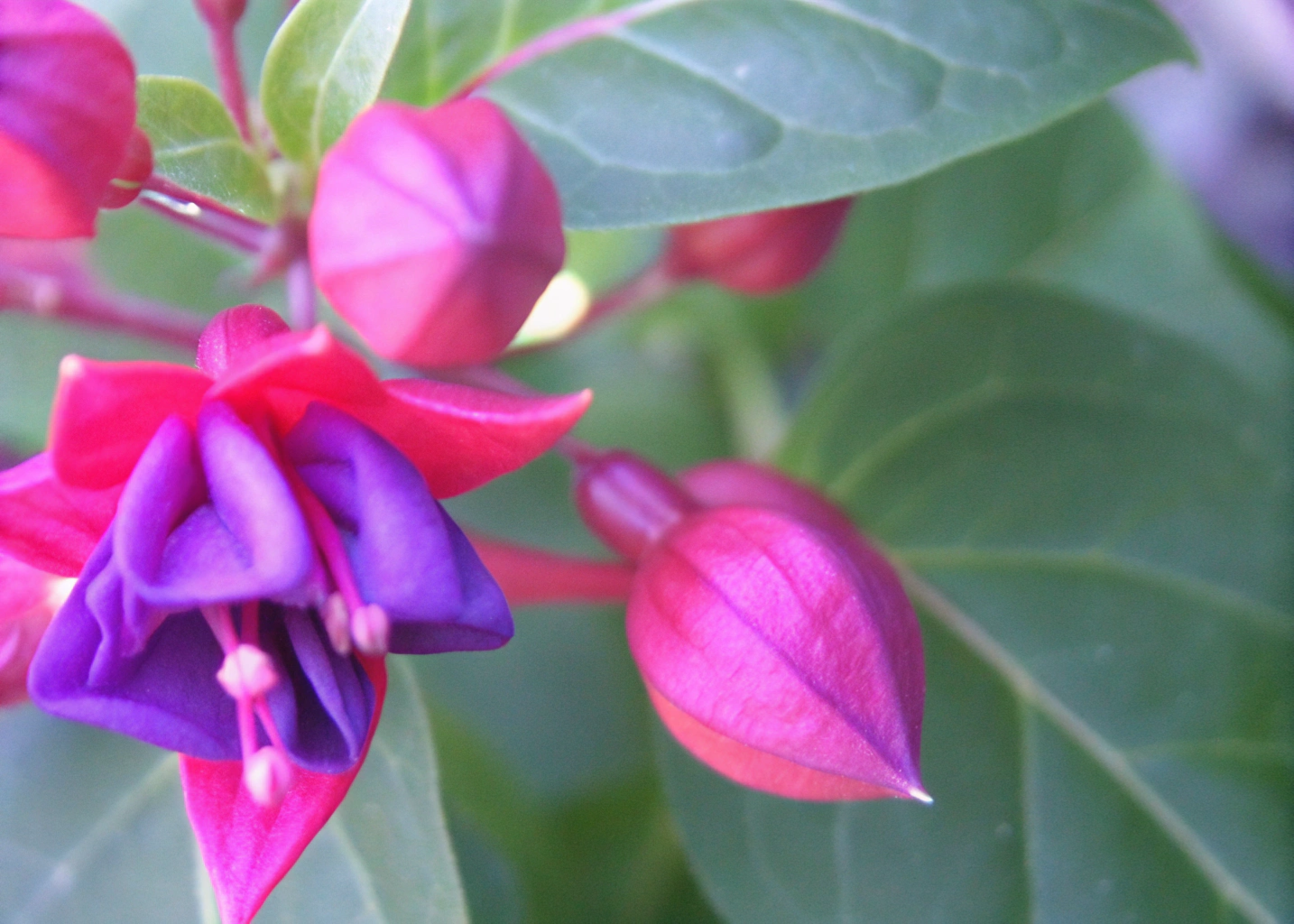 Detalhe de uma flor da Bougainvillea glabra, com brácteas roxas e folhas verdes brilhantes.