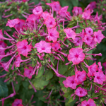 100 flower names in english and hindi