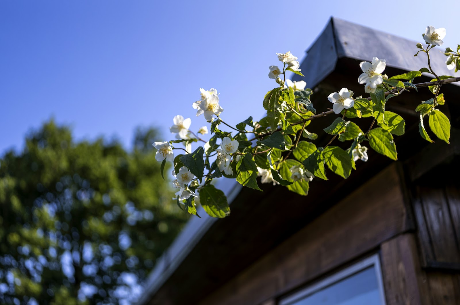 care for jasmine plants in pots