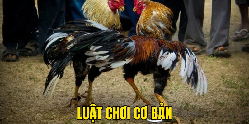 Luật chơi đá gà kiểu cựa sắt cơ bản cần nắm rõ