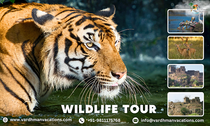 Explore the Wild Wonders of Rajasthan: Your Ultimate Guide to Rajasthan Wildlife Tour Packages