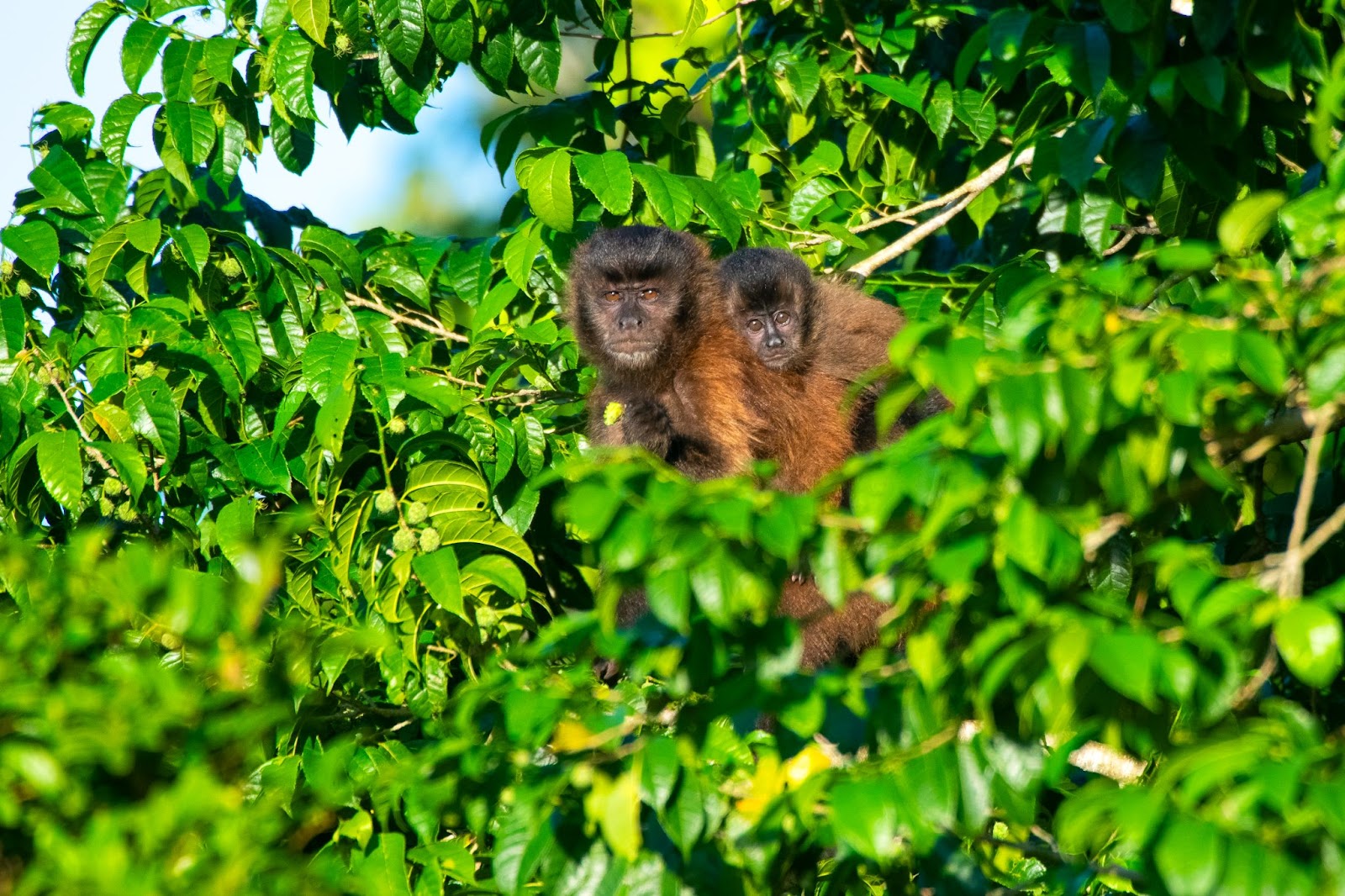 Foto de um macaco-prego, uma espécie típica da fauna local de Aracruz, retratada em seu habitat natural