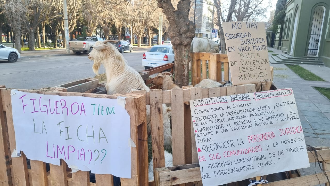 Los chivos formaron parte de la protesta para mostrar como las comunidades están sufriendo la falta de agua.