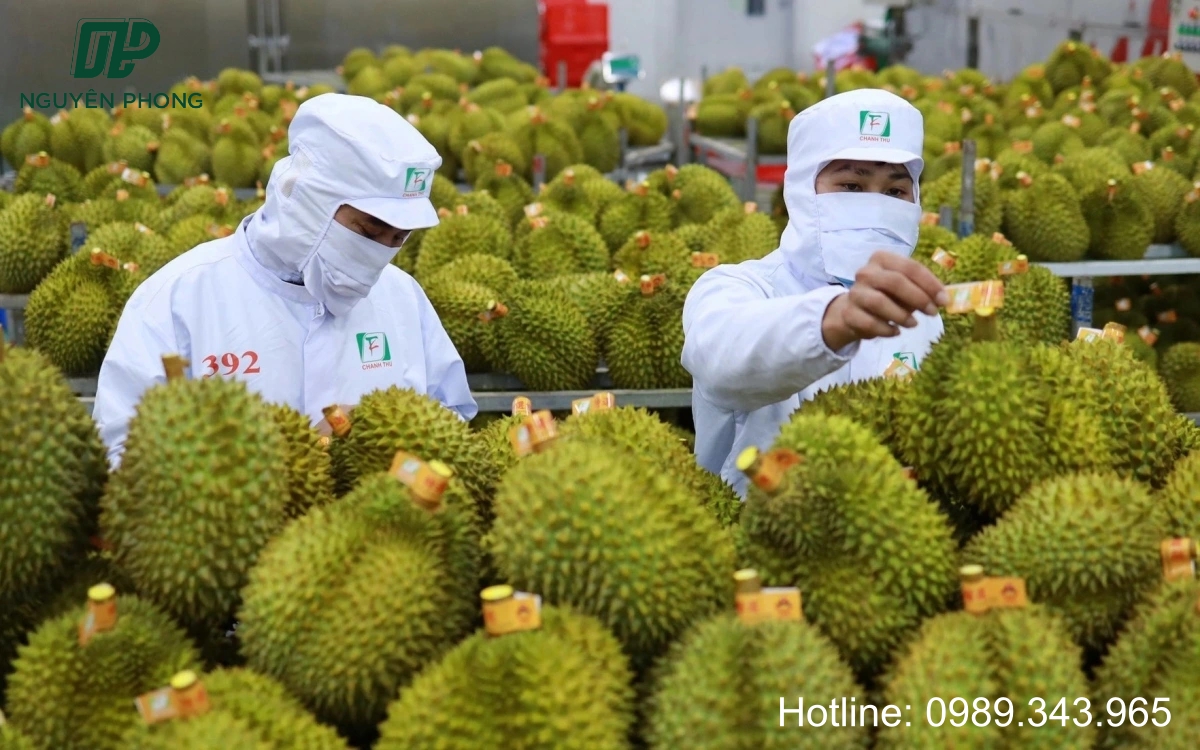 Quy trình thực hiện tem sầu riêng chuyên nghiệp tại Nguyên Phong chắc chắn sẽ khiến khách hàng hài lòng