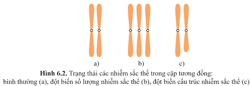 BÀI 6: ĐỘT BIẾN NHIỄM SẮC THỂ