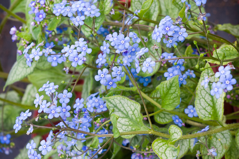 Brunnera Botanical Description