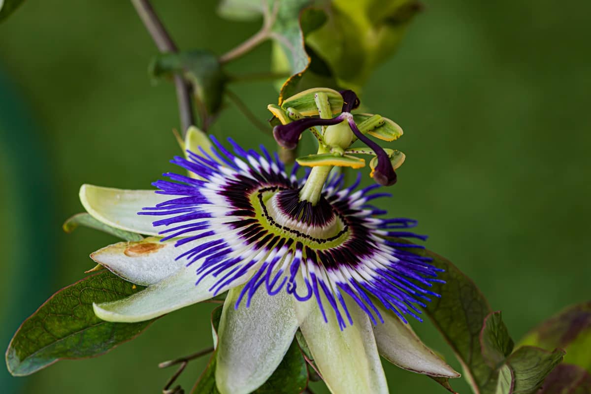passiflora