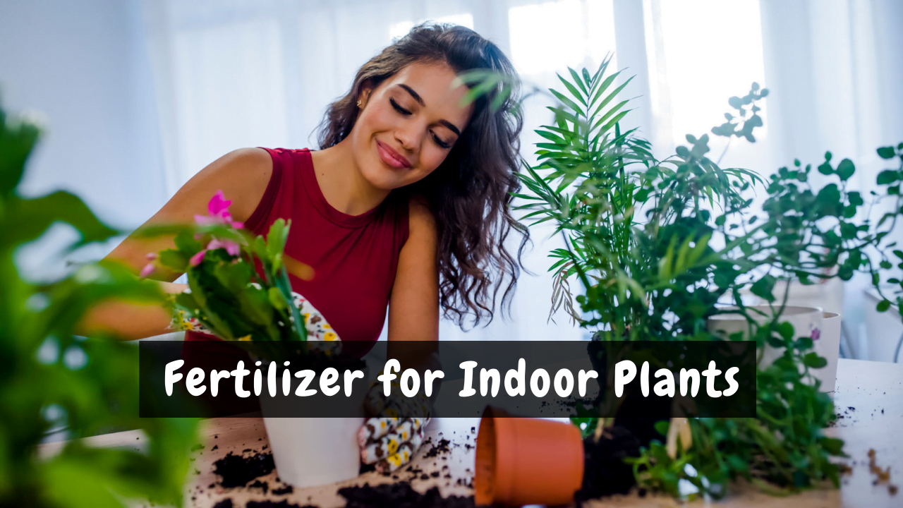 Types of Indoor Plant Fertilizers