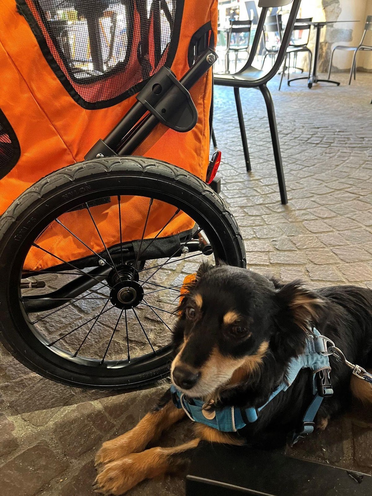 Rico the Kokoni next to his pram while his human enjoyed Fondue at Le Freti!