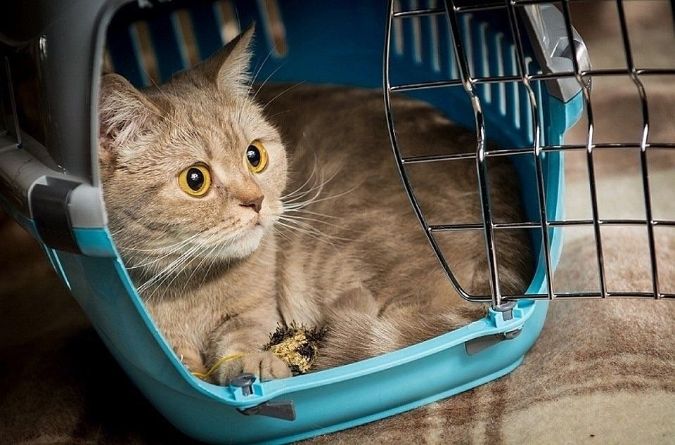 кошка в переноске