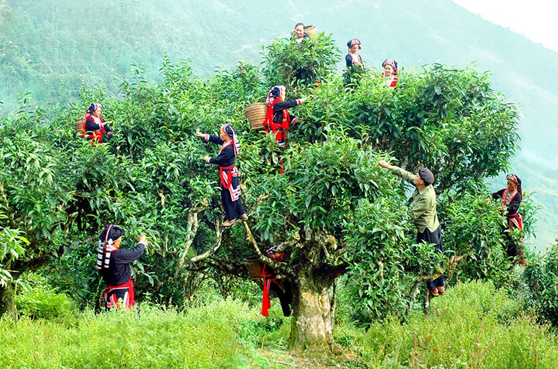 Trà Shan Tuyết là gì? Cách pha và thưởng thức trà đúng cách