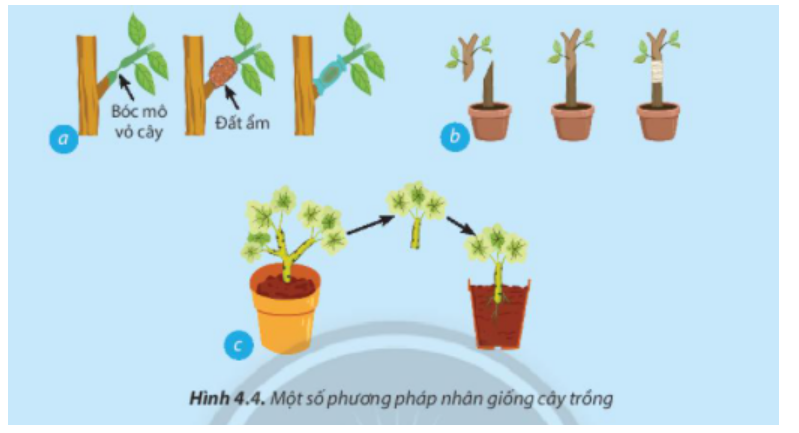 BÀI 4. NHÂN GIỐNG CÂY TRỒNG BẰNG PHƯƠNG PHÁP GIÂM CÀNH