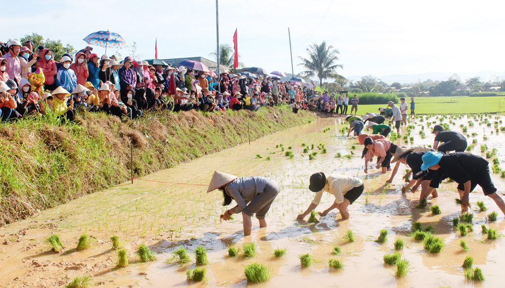 Cuộc thi cấy lúa diễn ra trong không khí cạnh tranh, nhưng vẫn đảm bảo kỹ thuật nông nghiệp: Thẳng, đều, đẹp