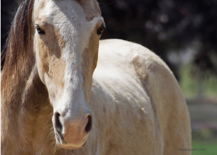 Tennessee Walking Horse